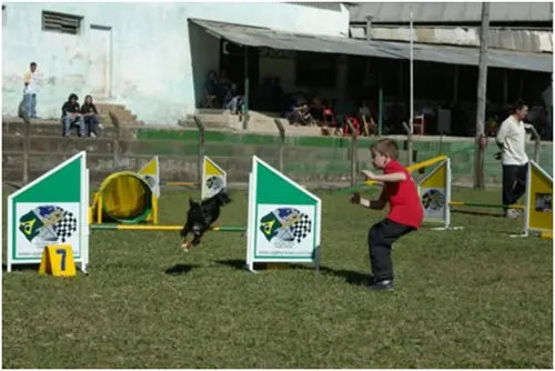 Cão saltando um salto simples oficial