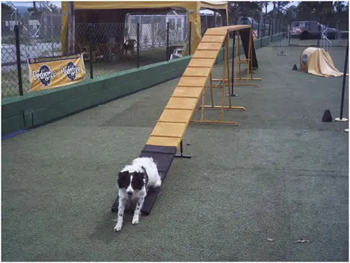 Cão descendo a passarela oficial