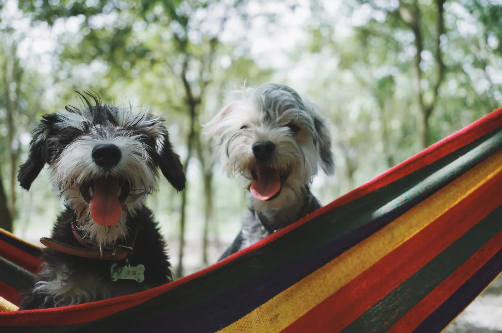 Dois cães felizes deitados em uma rede colorida