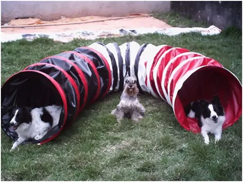 Cães brincando em túneis de Agility coloridos
