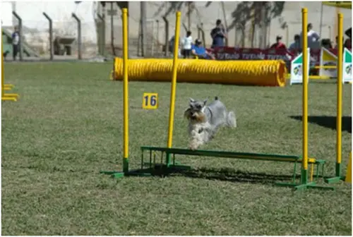 Cão fazendo o salto em distância em uma prova