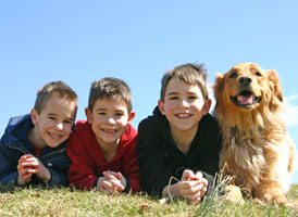 Como socializar dois cães