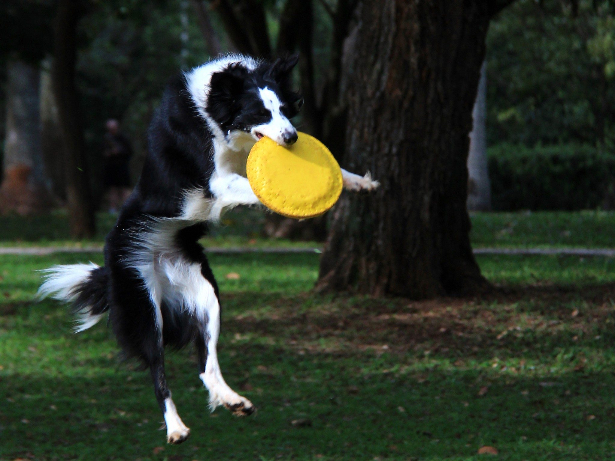 Radha brincando de frisbee