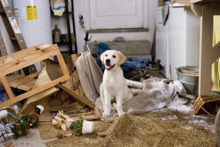 Cena do filme: Marley & Eu - Cachorro mordendo tudo