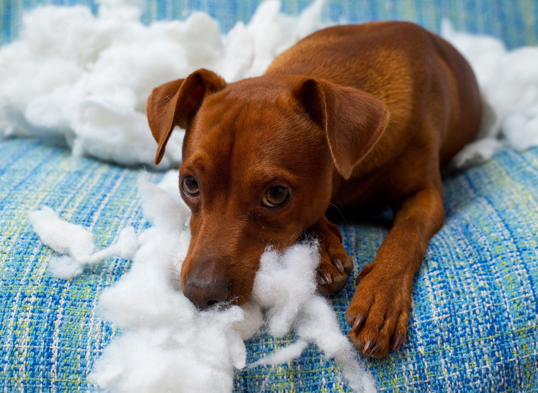 Cachorro Mordendo Tudo Saiba O Que Fazer Adestramento Tudo De Cao