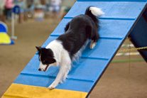 Obstáculos de Agility