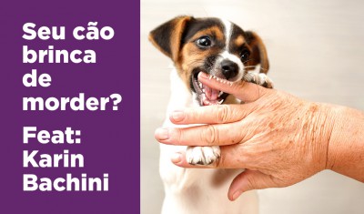 Cão brinca mordendo, o que fazer?