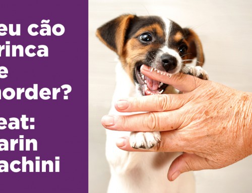 O que fazer com cachorro que brinca mordendo?