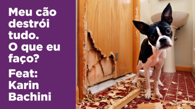 Meu cão destrói tudo, o que eu faço?