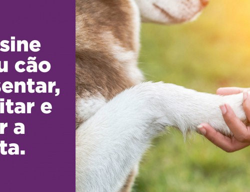 Como ensinar o seu cão a sentar, deitar e dar a pata