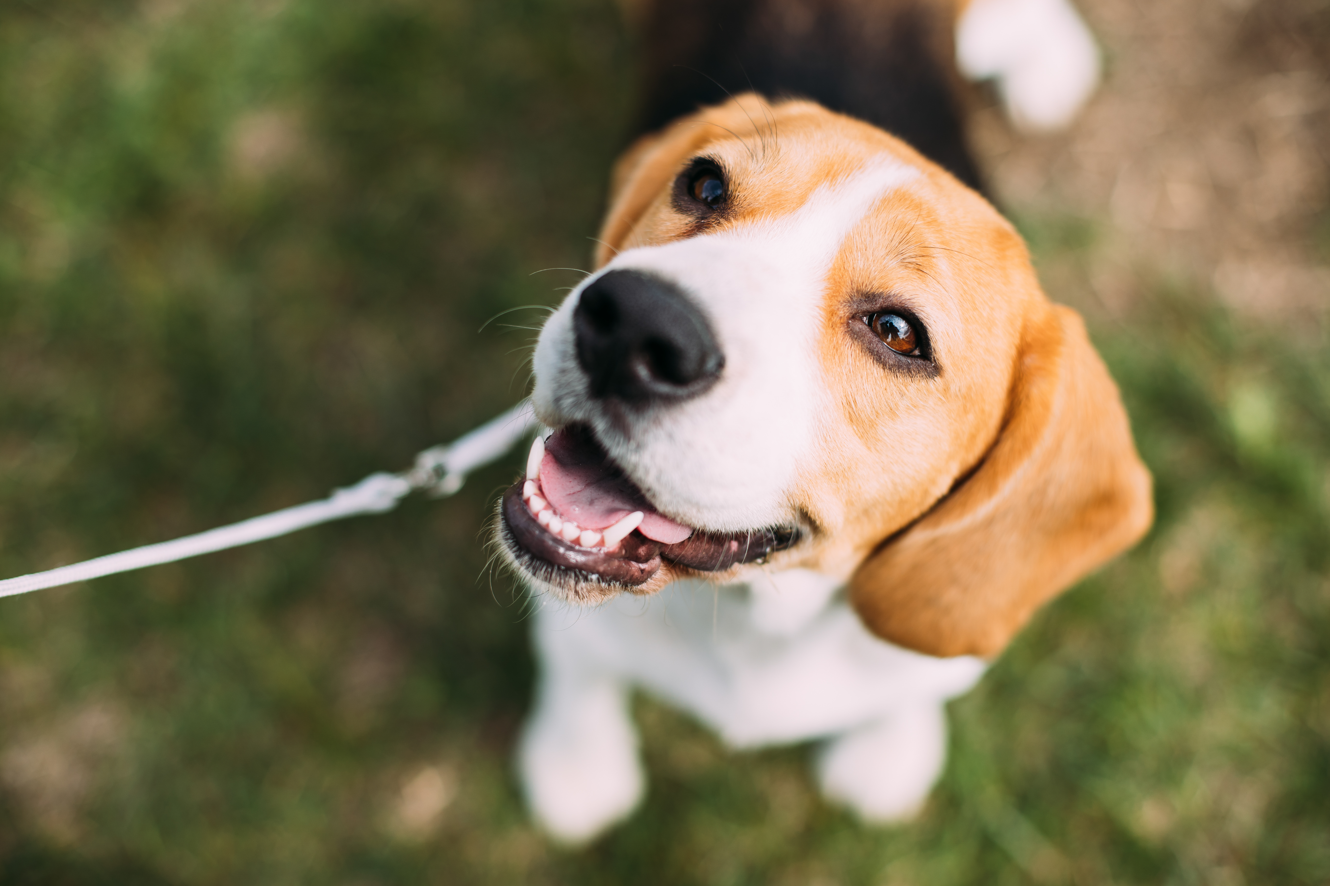 Beautiful Tricolor Puppy Of English Beagle Sitting On Green Gras