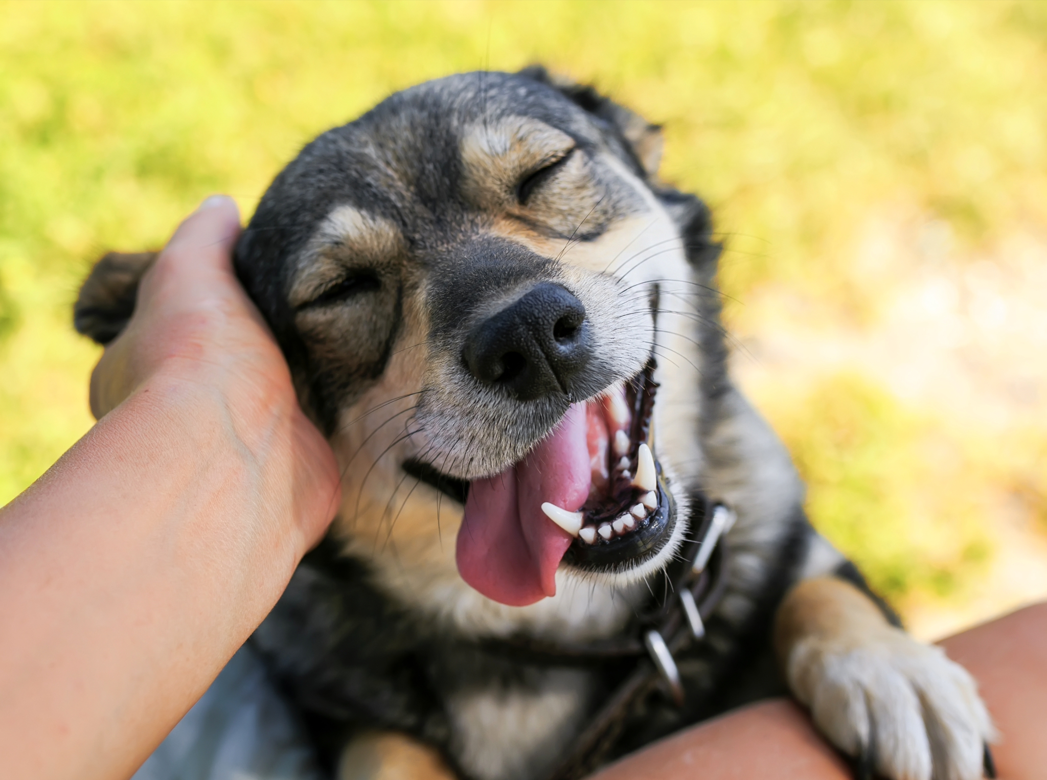 Premiar quando o cão acertar.