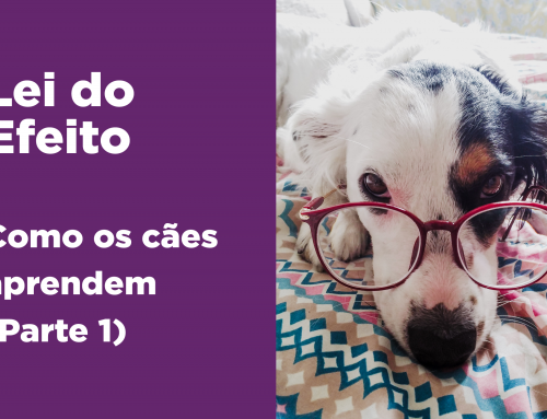 Lei do Efeito – Como os cães aprendem (Parte 1)