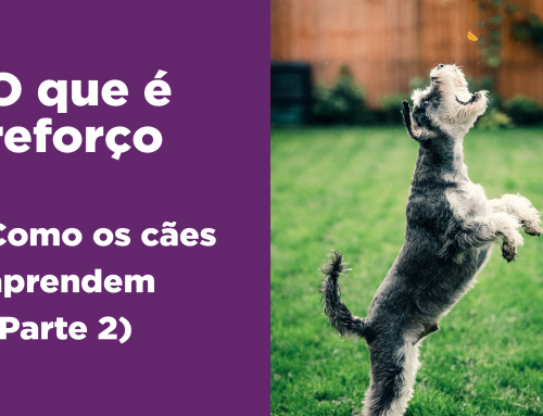 O que é o reforço – Como os cães aprendem (Parte 2)